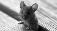 Ultrazvukový pest repeller repeller